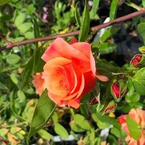 Summer Beauty Rose (Rosa Summer Beauty) 5